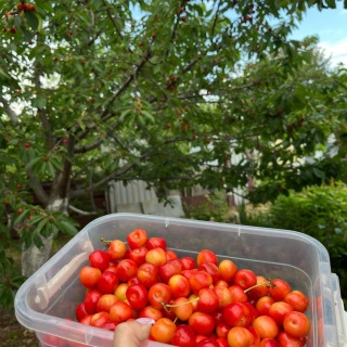 Объявление Дом, 26м2, 1 эт, 6 сот.