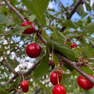 Объявление Дом, 26м2, 1 эт, 6 сот.