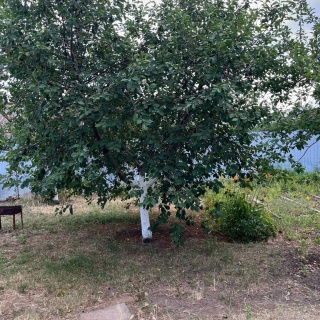 Объявление Дом, 26м2, 1 эт, 6 сот.