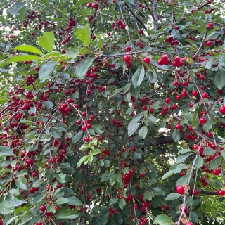 Объявление Дом, 26м2, 1 эт, 6 сот.