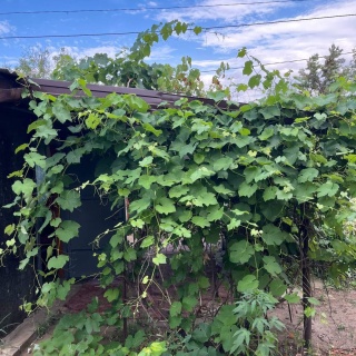 Объявление Дом, 26м2, 1 эт, 6 сот.